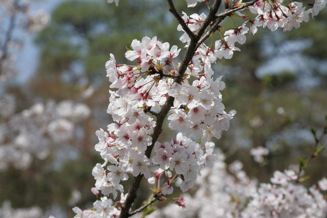 Kurashiki Kokusai Hotel Екстер'єр фото